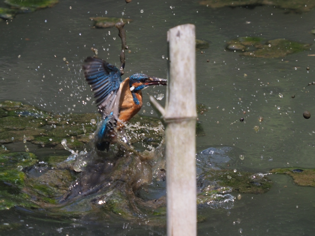 竹杭が無ければ…１