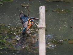 竹杭が無ければ…１