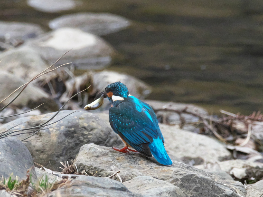 石の上 6（父親）