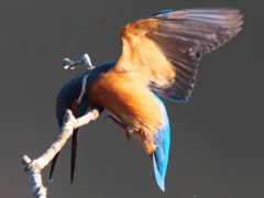 止り木へ 14（父親）