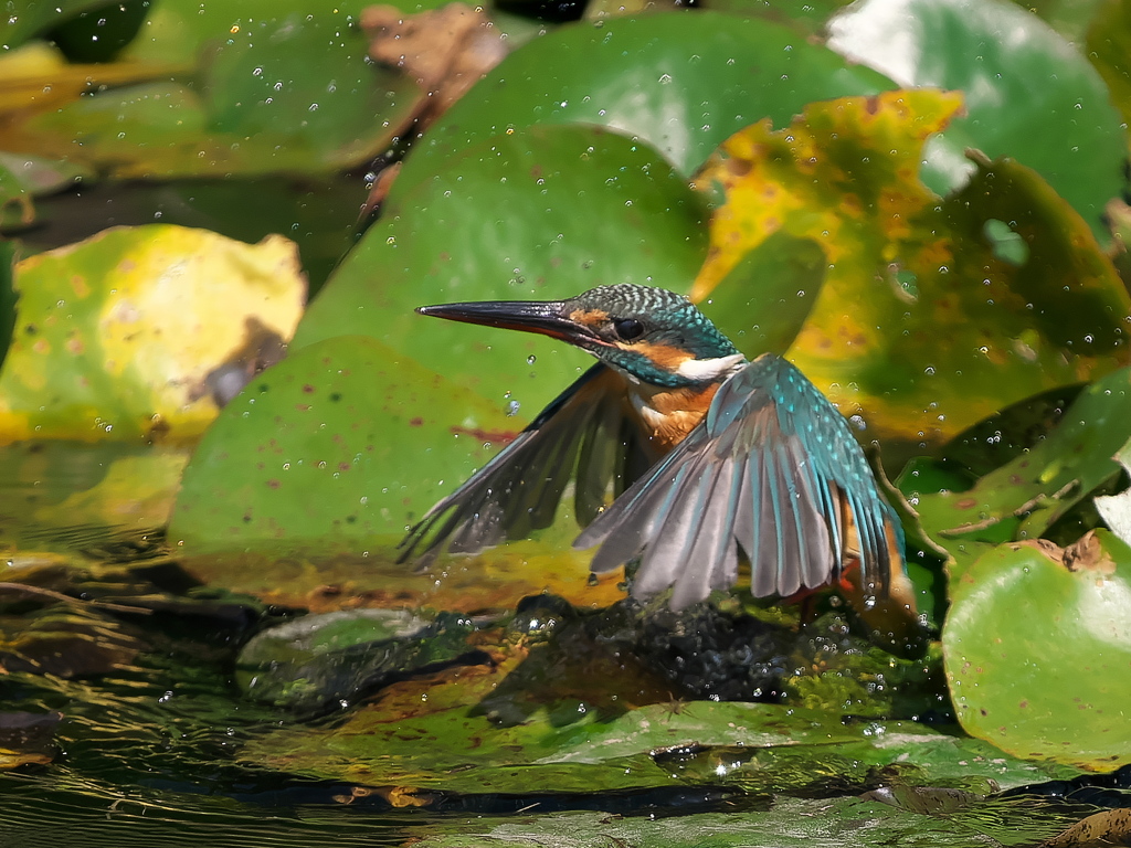 PA231408-浮上 1417