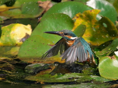 PA231408-浮上 1417