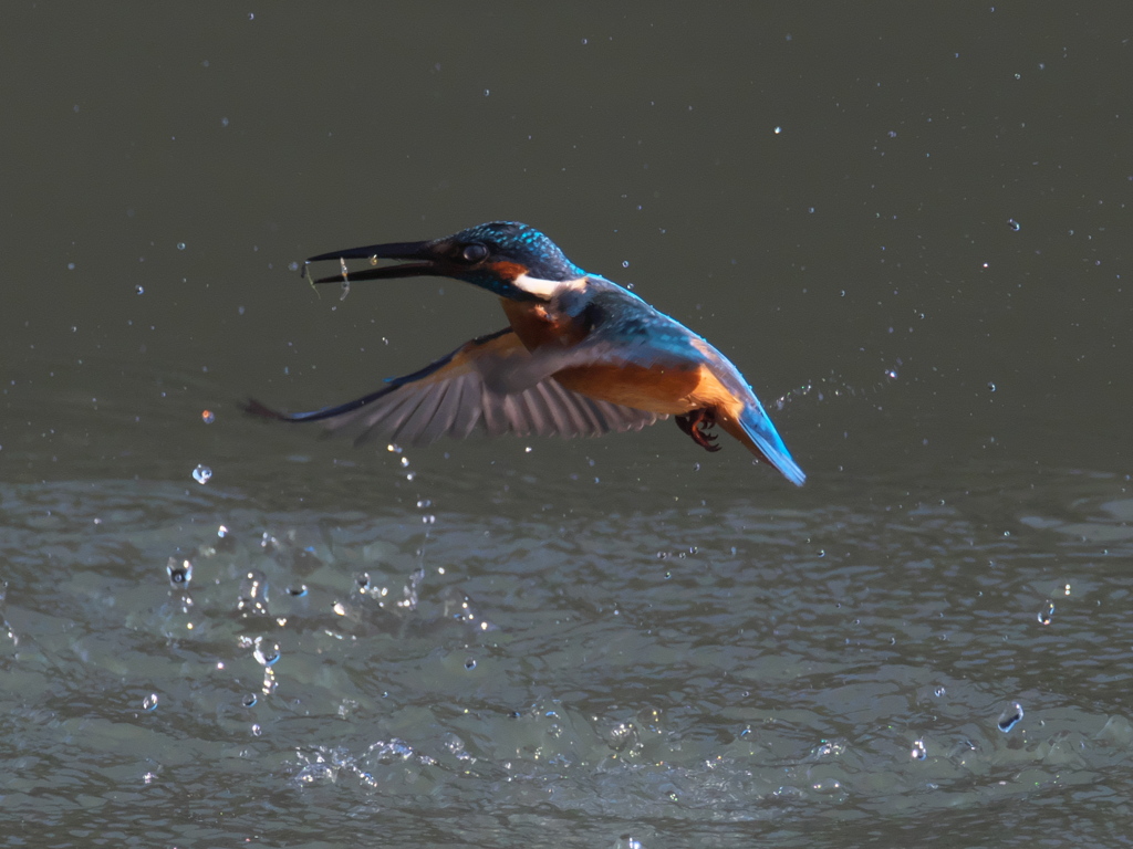 浮上 133-4（父親）