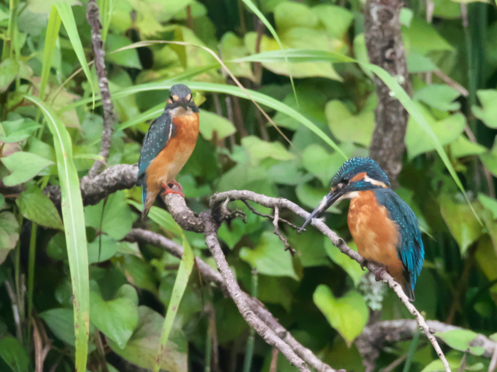 恋の駆引き 1（父親と嫁候補）