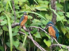 恋の駆引き 1（父親と嫁候補）