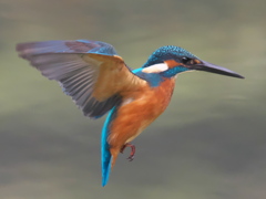 ホバ 17-2（父親）