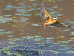 浮上 471-2（嫁候補脱落？娘？）