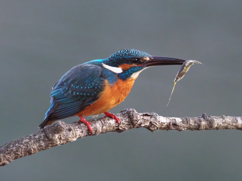 止り木 156（父親）