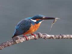 止り木 156（父親）