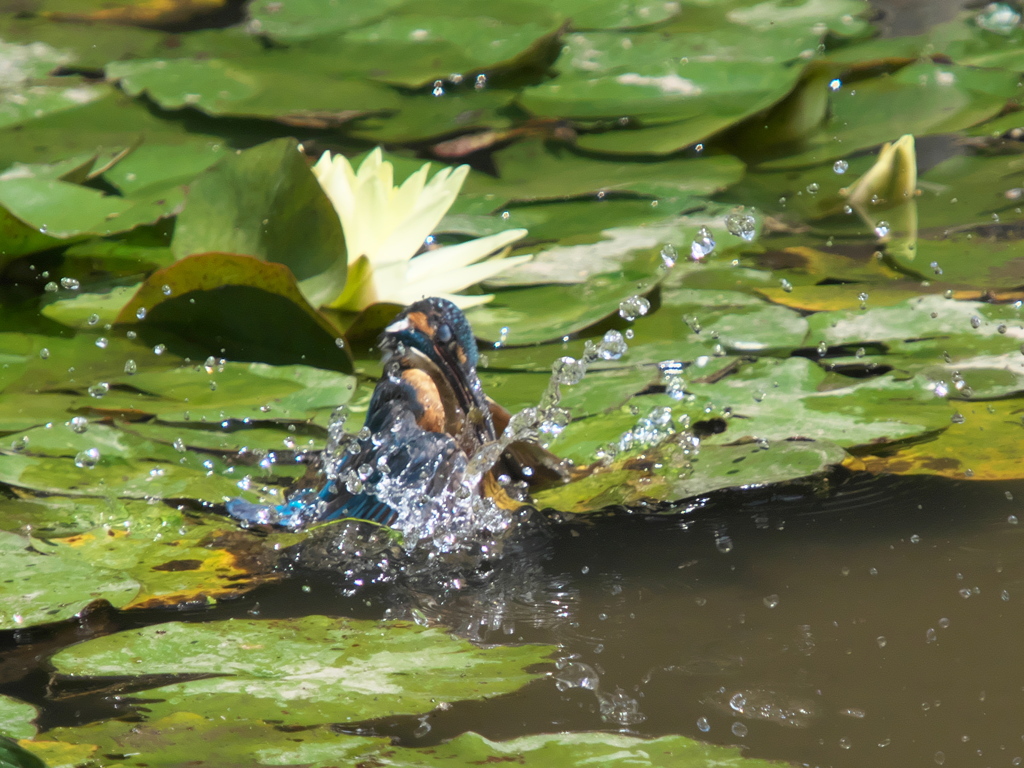 飛び込みシーケンス 9-2（父親）