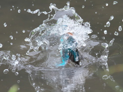 飛び込みシーケンス 19-2（父親）