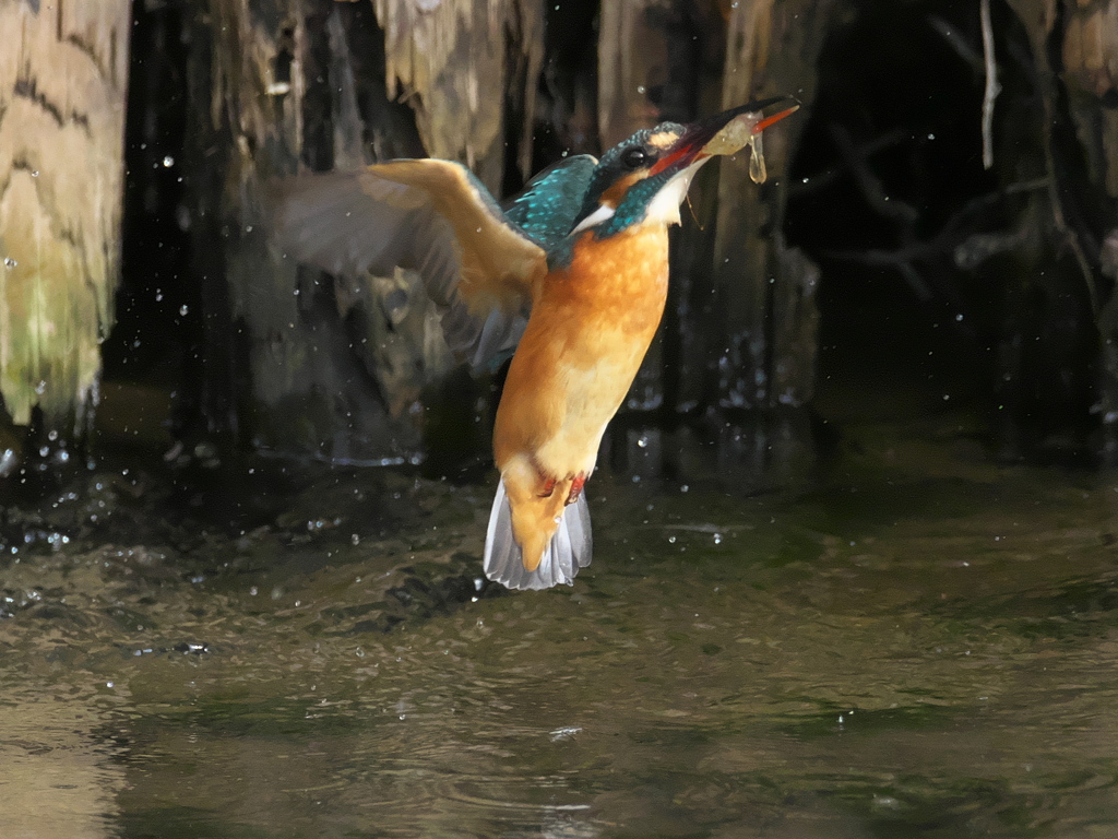 浮上 195（嫁候補）