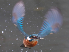 浮上 244（父親）