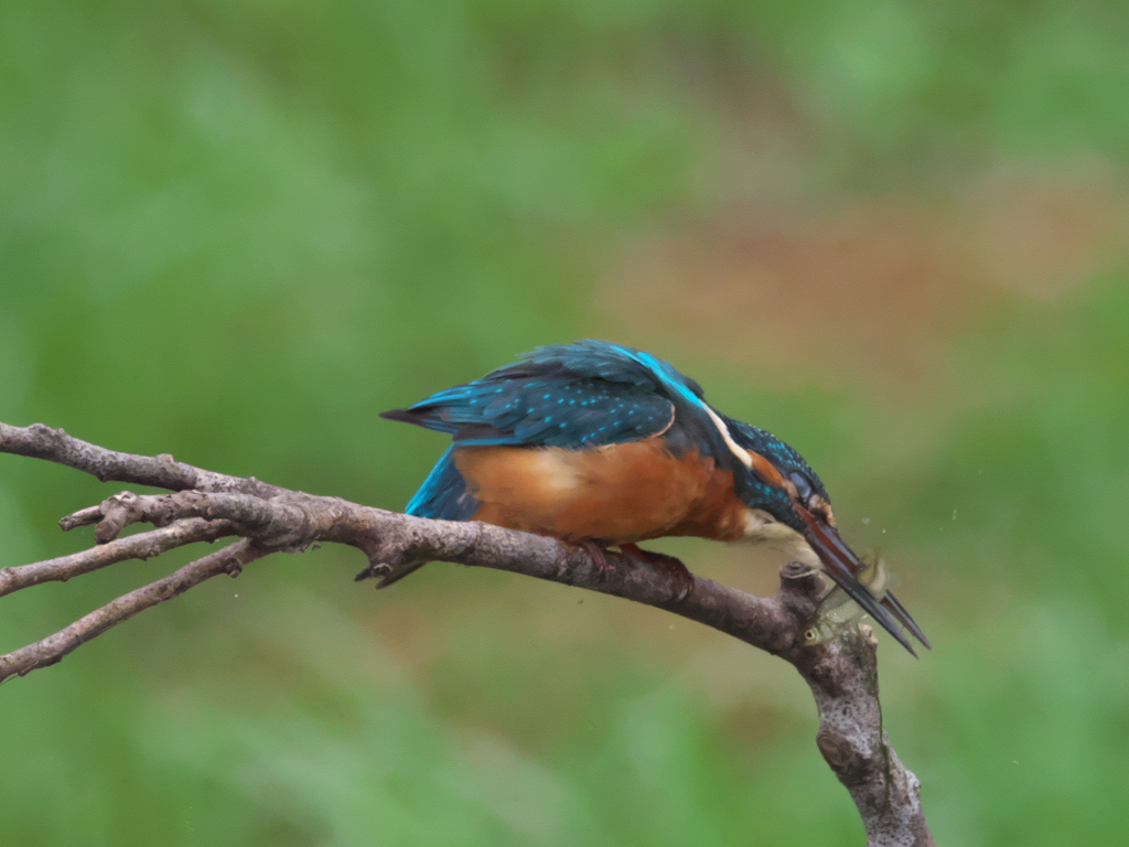 お魚獲れたよ 22-4（父親）