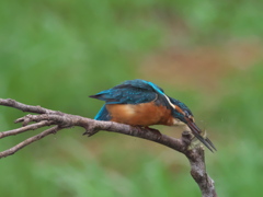 お魚獲れたよ 22-4（父親）