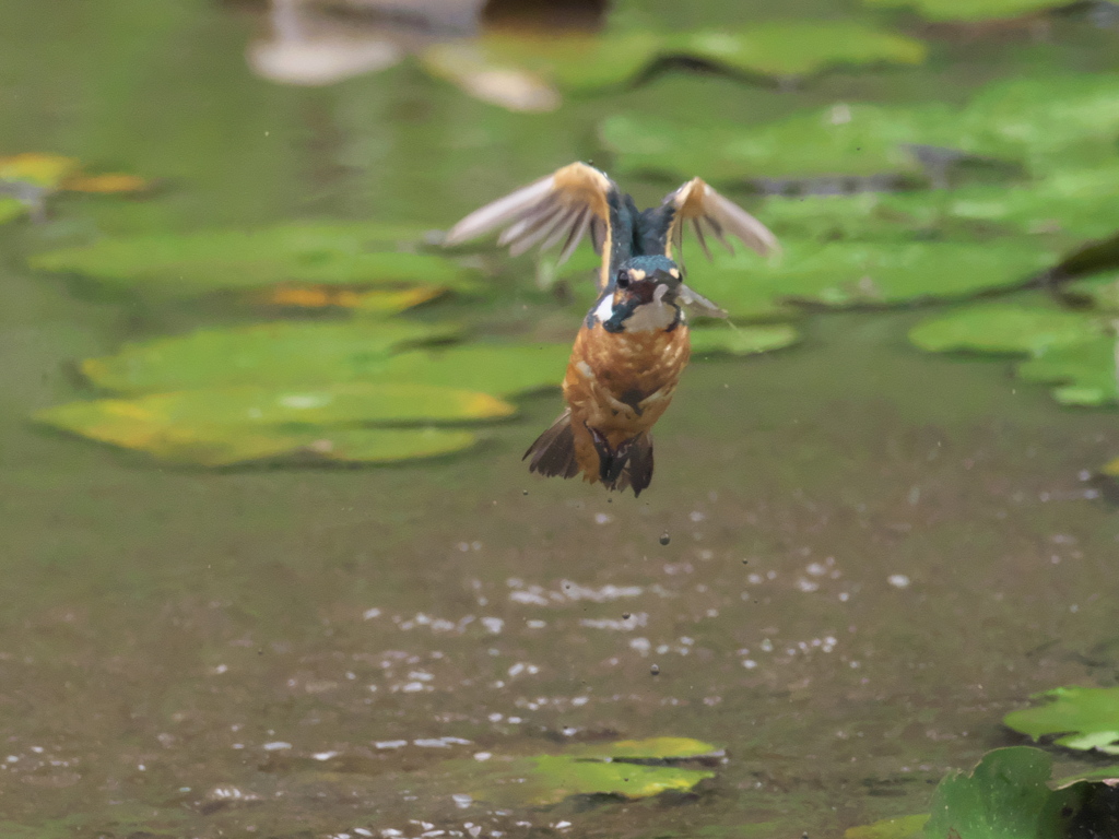 浮上 49（父親 エビ獲れたよ）