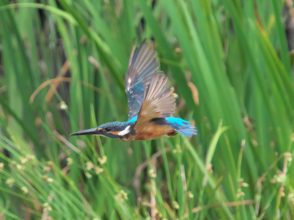 水平飛行 5-1（父親）