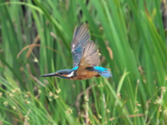 水平飛行 5-1（父親）