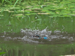 浮上 63-2（父親 お魚獲れたよ）