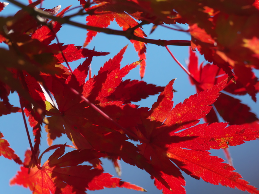 カワセミ公園の紅葉 2