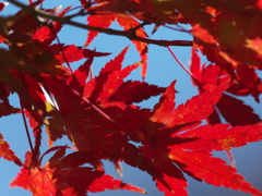 カワセミ公園の紅葉 2