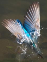 ダイブ 10（父親）