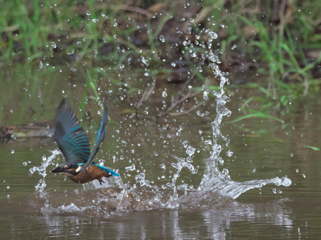 浮上 30-2（雛）