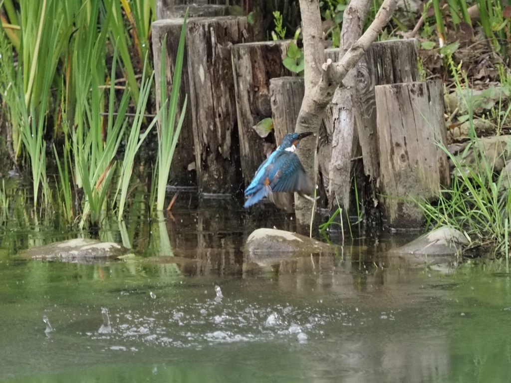 浮上 12-2 お魚無し