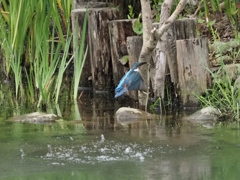 浮上 12-2 お魚無し