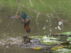浮上 35-2（父親 エビ獲れたよ）
