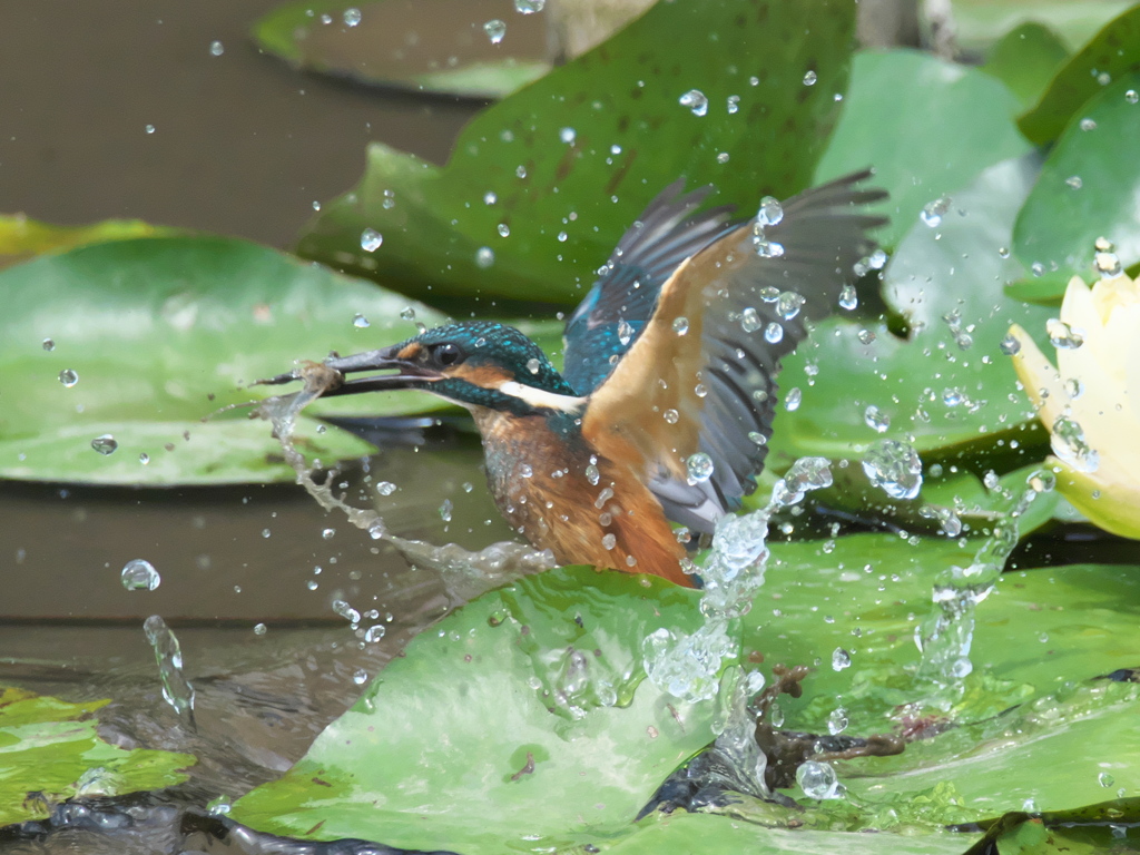 浮上 51（子 エビ獲れたよ）