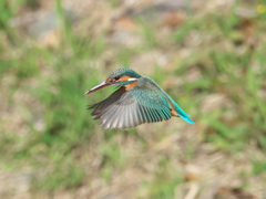 ホバ 18-1（嫁候補）