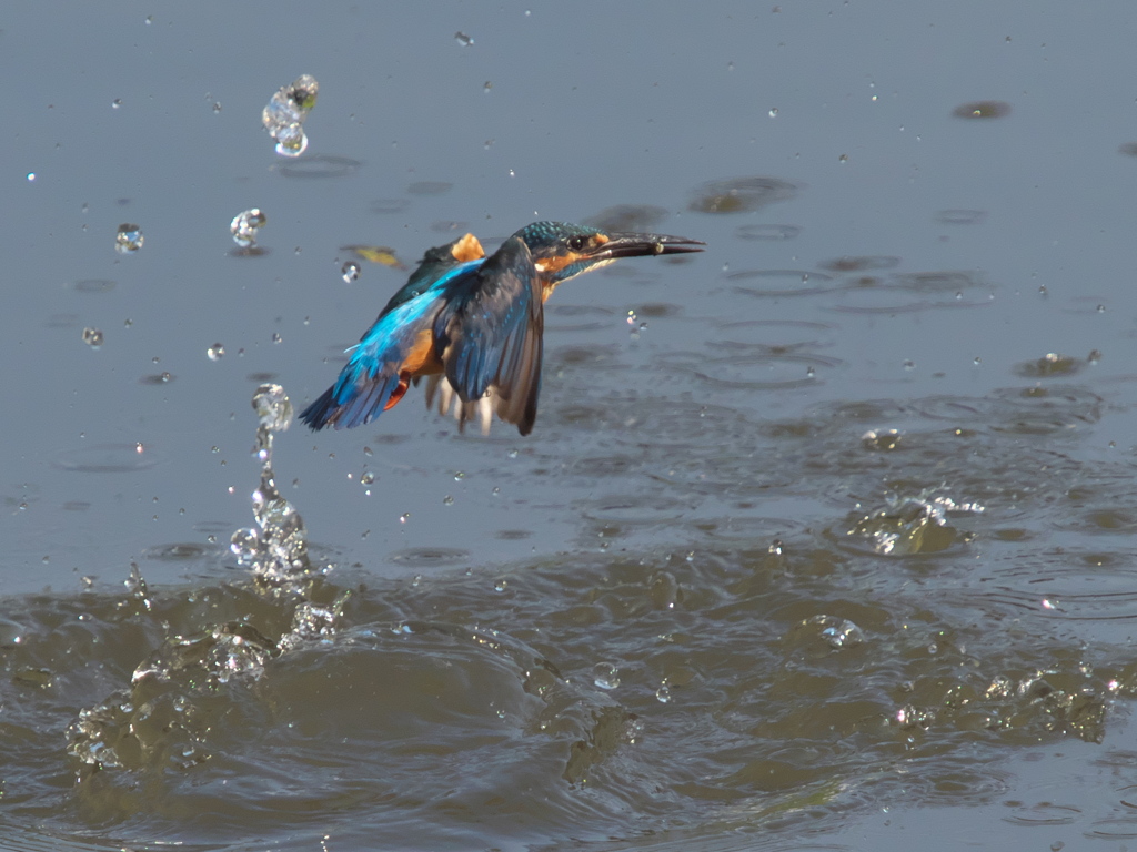 浮上 65-3（父親 エビ獲れたよ）