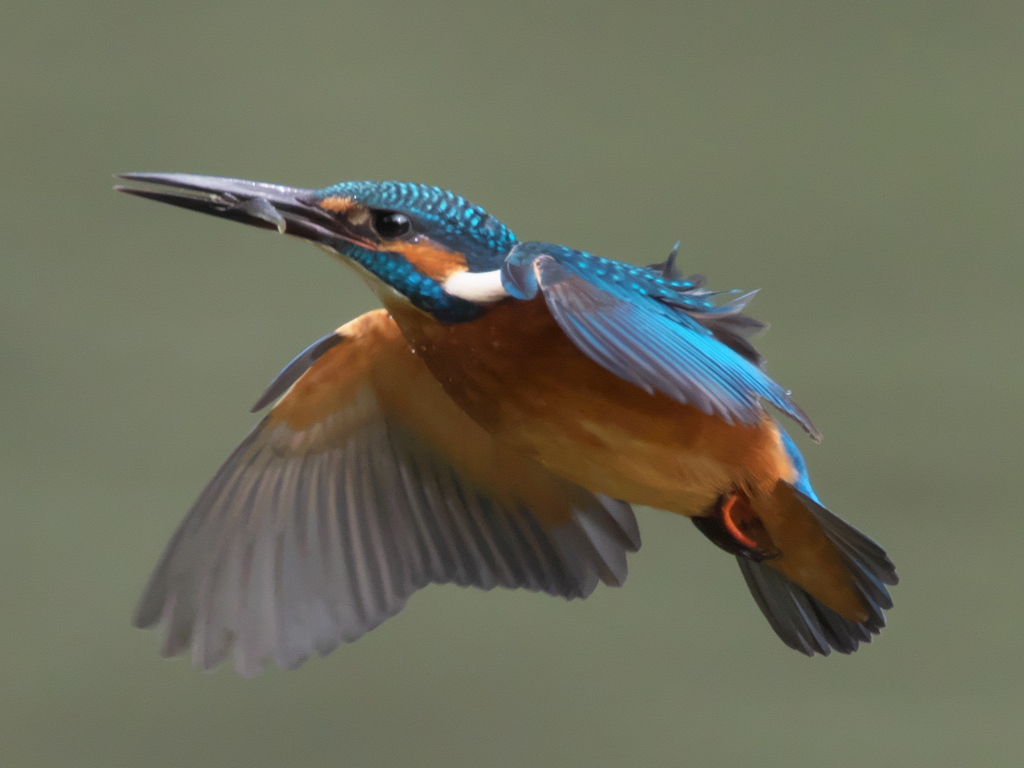 浮上 118（父親）