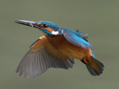 浮上 118（父親）