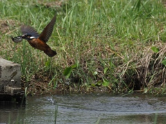 ドジョウ採れたよ 1-1