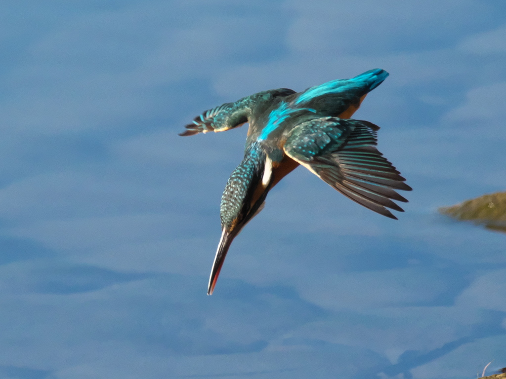 飛び込みシーケンス 30-2（嫁候補）