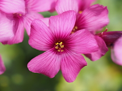 自宅から徒歩５分の世界（花）イモカタバミ