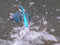 浮上 400-2（父親）