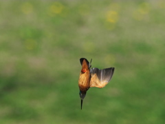 ロックオン 15-3（父親）