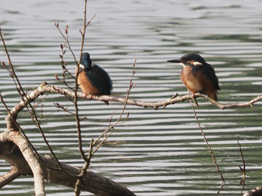若兄弟 ダイブの見本見せて！