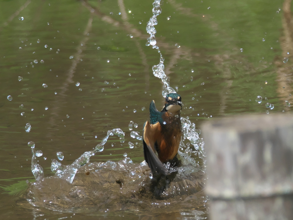 浮上 52（子）.jpg