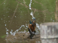 浮上 52（子）.jpg