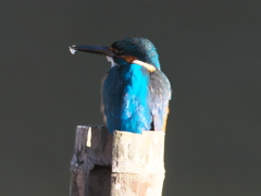 止り木 128（父親）