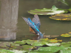 飛び込みシーケンス 10-1（父親）