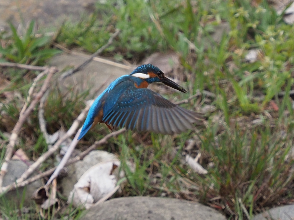 初めてホバ撮れました 200411-4