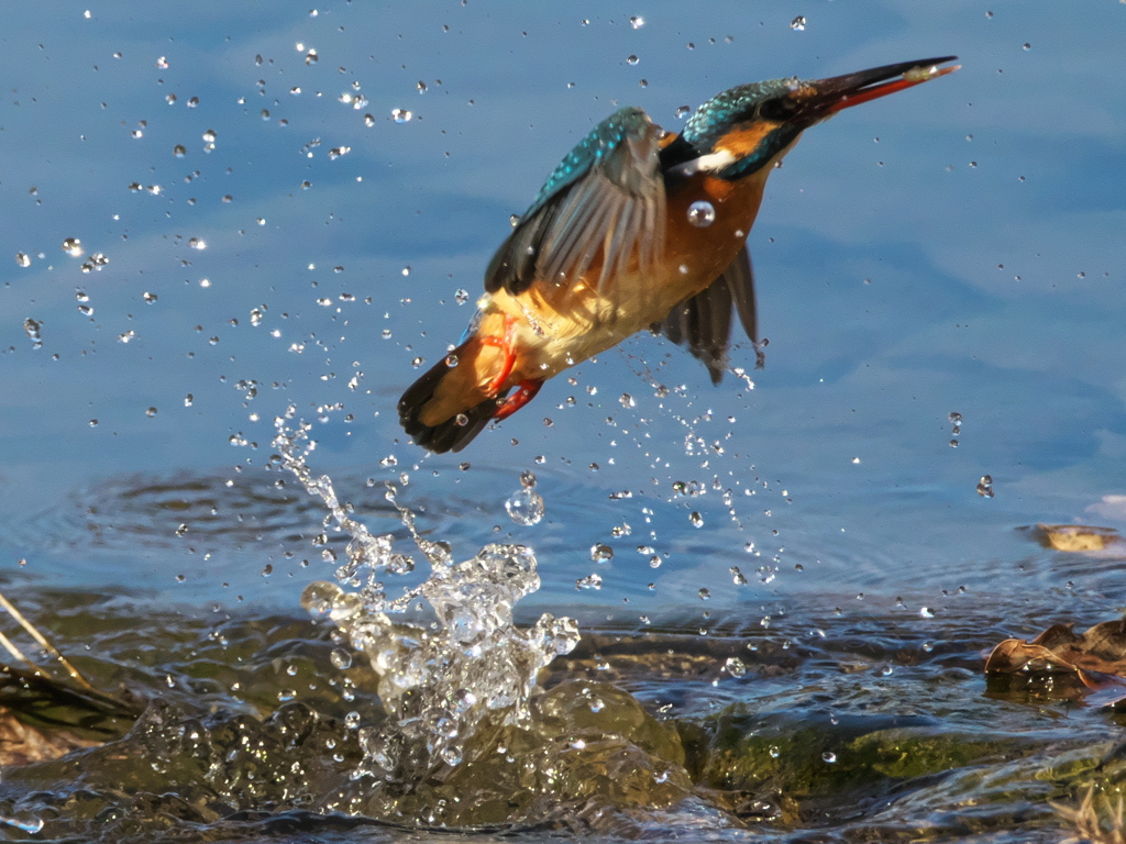 飛び込みシーケンス 30-4（嫁候補）