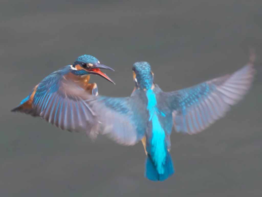 止り木 110-2（嫁候補と父親 そして空中戦）