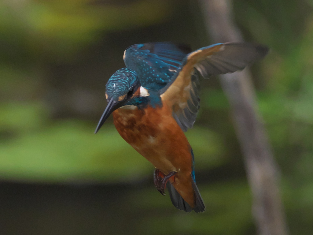 ホバ 6（父親）