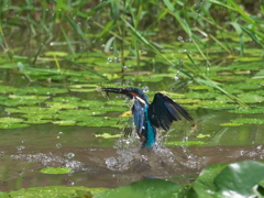 飛び込みシーケンス 15-5（父親）